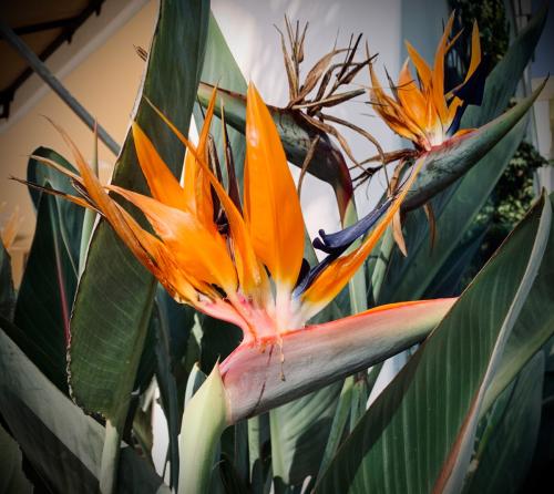 California Bird of Paradise 2