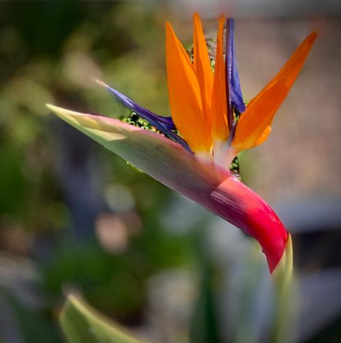 California Bird of Paradise flower