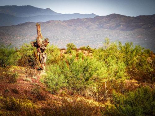 Desert saguaro cactus 1