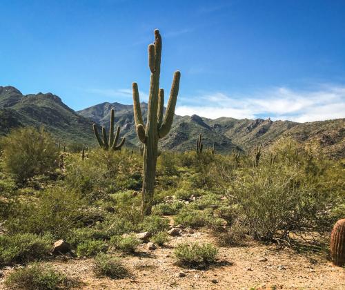 Desert saguaro cactus 2