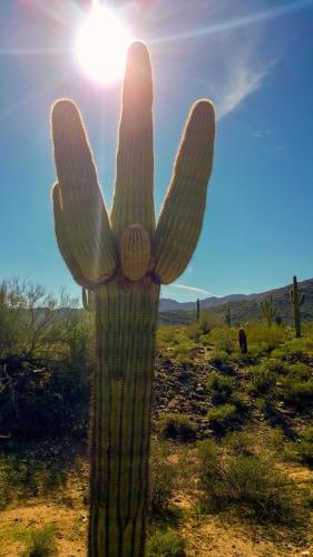 Desert saguaro cactus 3