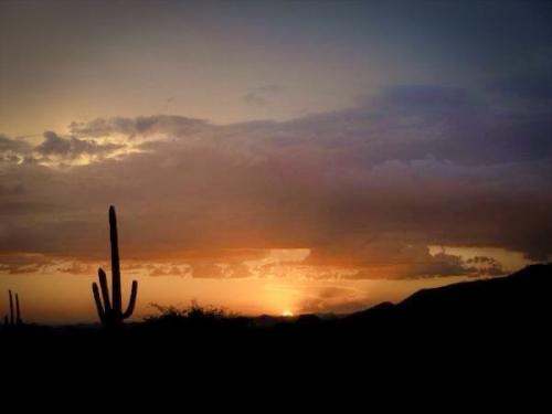 Desert saguaro sunset