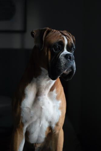 Dog, Boxer