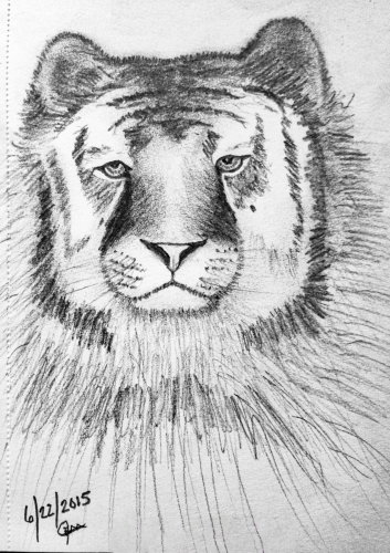 Drawing of Lion