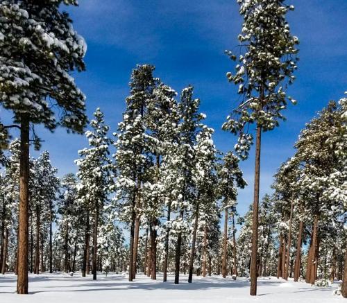 Flagstaff Winter 2